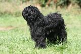 TERRIER DU TIBET 265